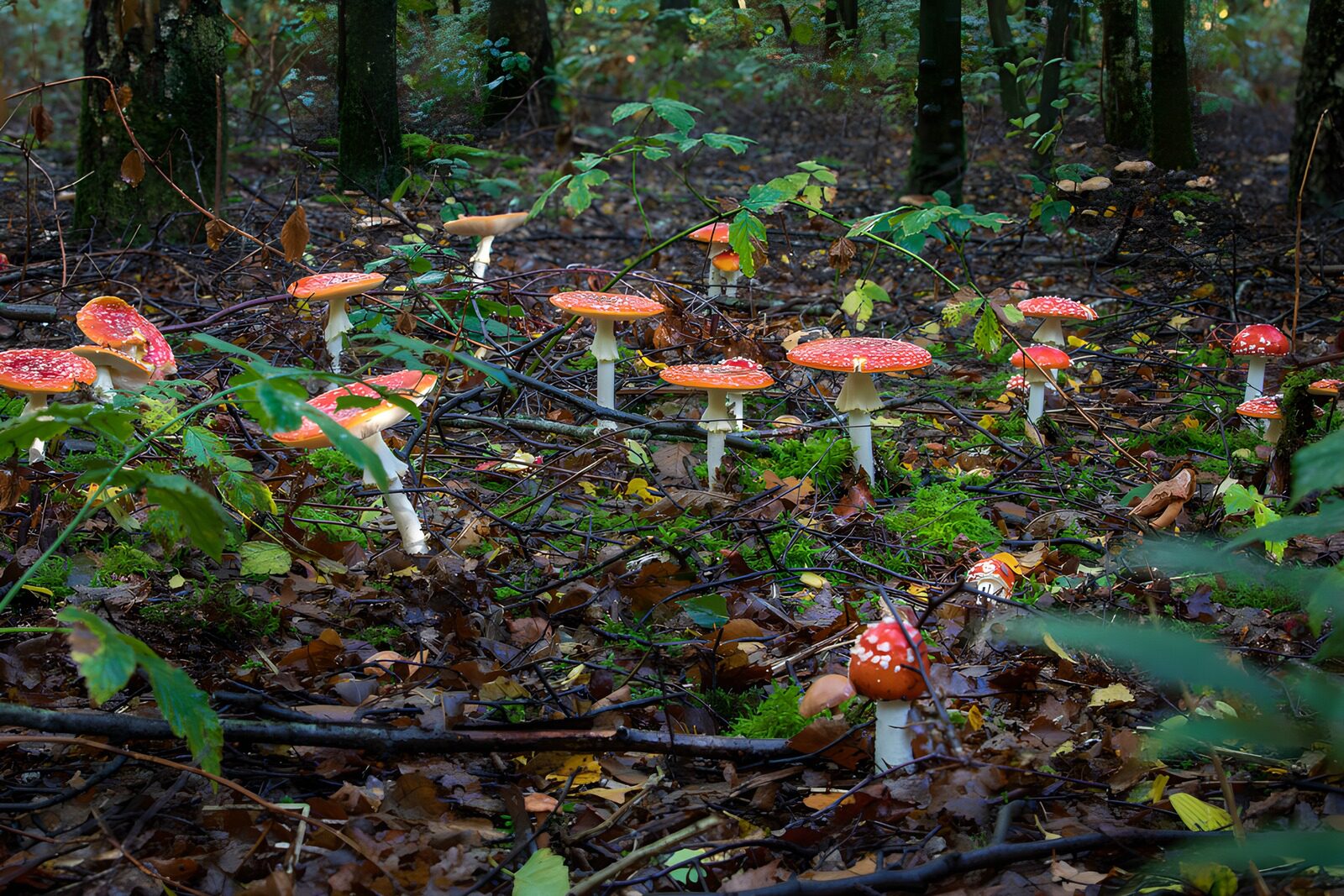 TPFR99931: Champignons colorés dans la forêt