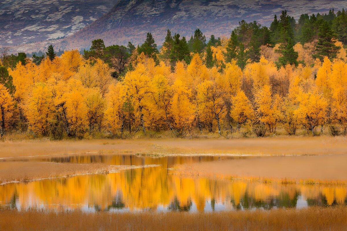 TPFR42499: Reflets dorés d'automne