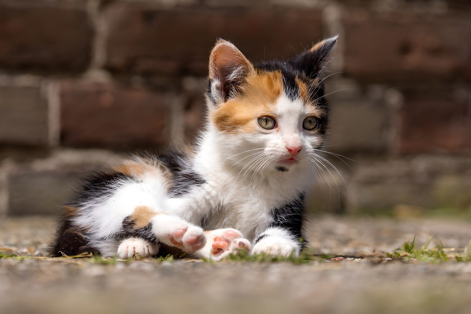 TPFR66938: Chaton tricolore allongé