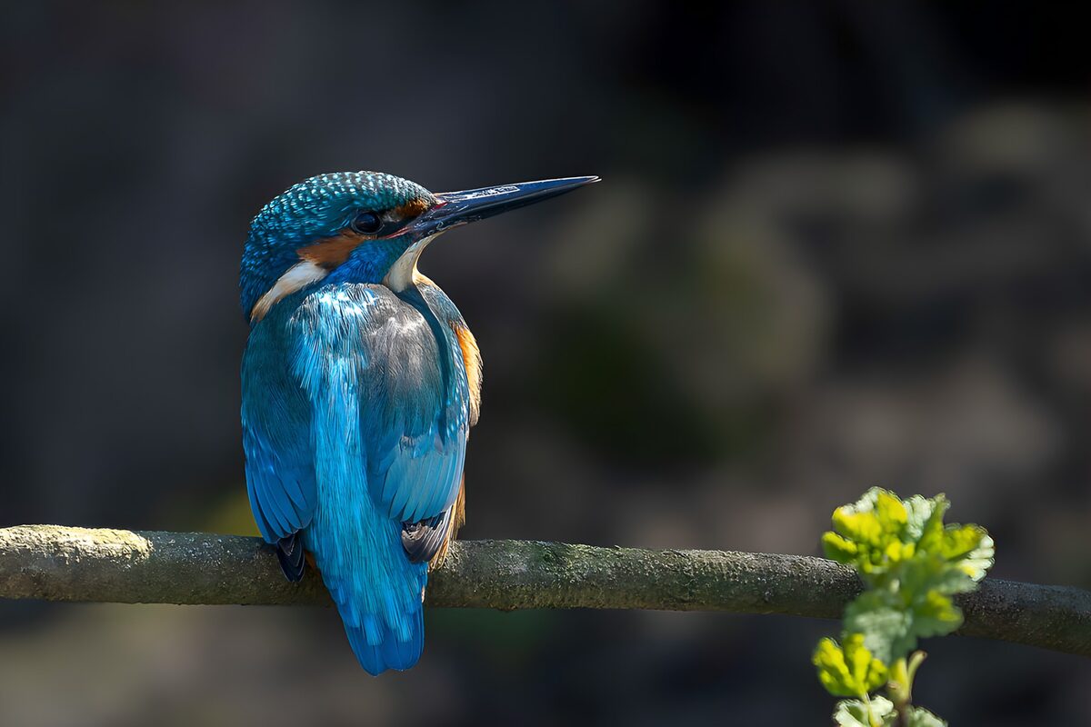 TPFR46933: Un martin-pêcheur élégant sur sa branche