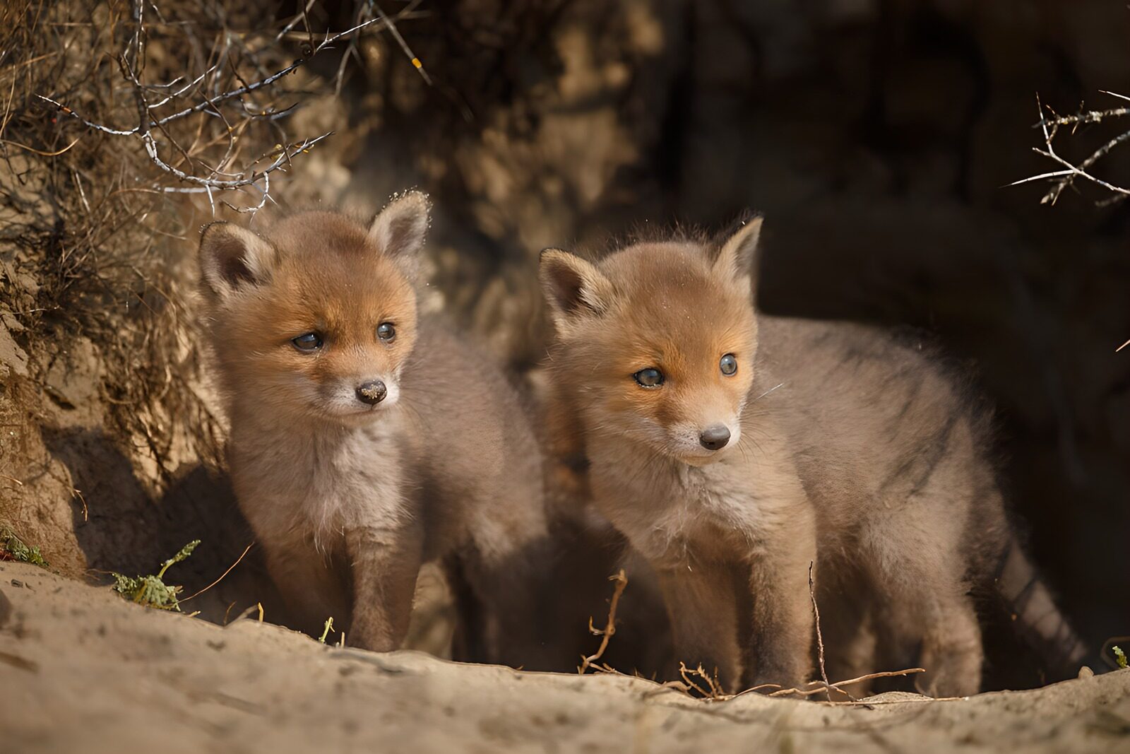 TPFR32175: Petits renards espiègles dans la nature