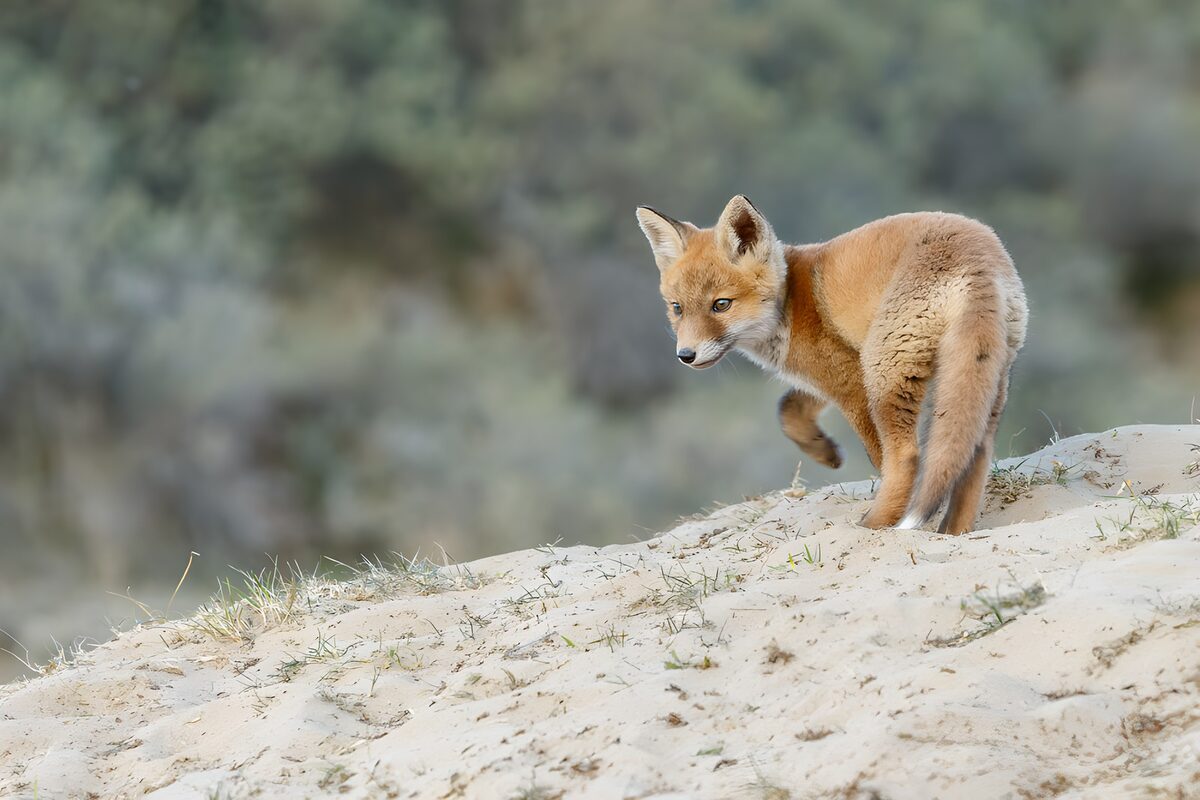 TPFR83645: Renard curieux sur le sable