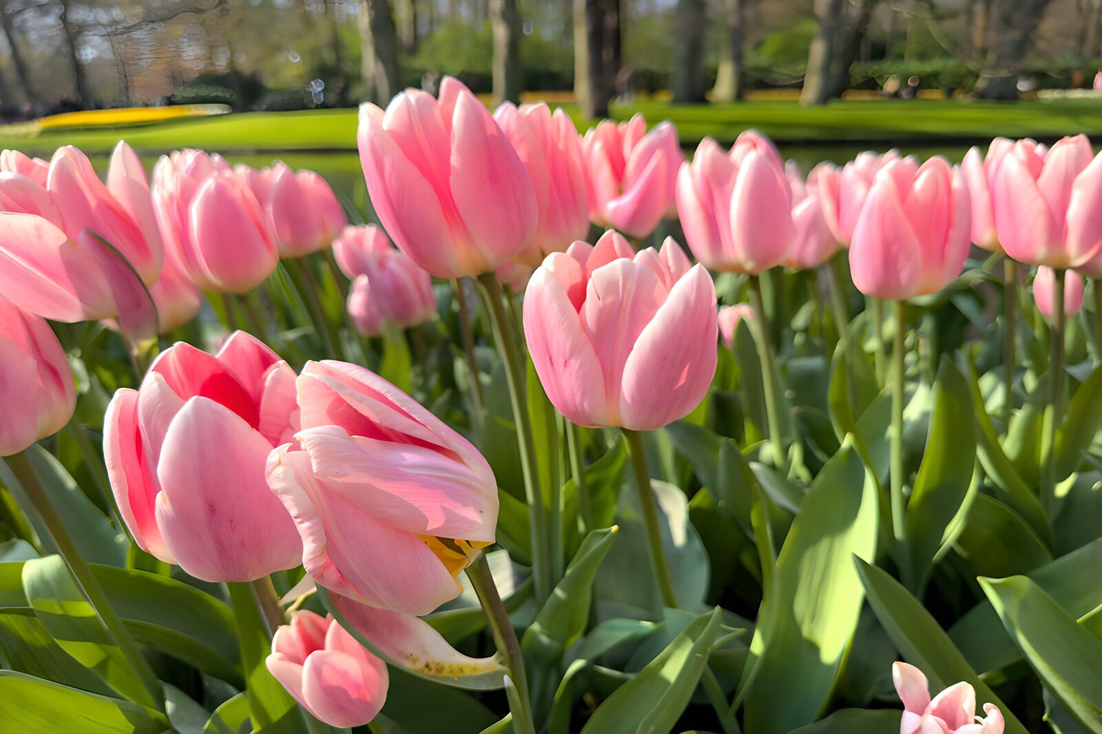 TPFR99609: Champs de tulipes roses en fleurs