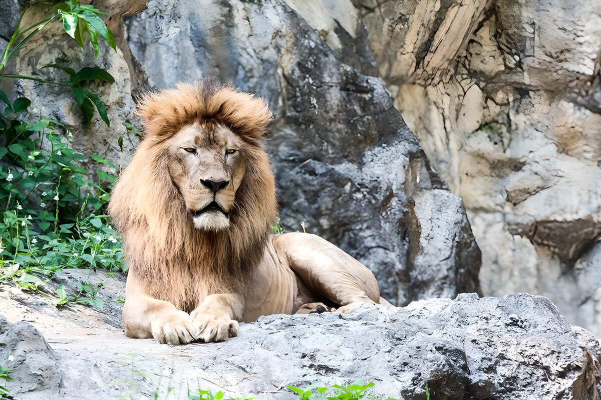 TPFR57710: Lion majestueux sur un rocher