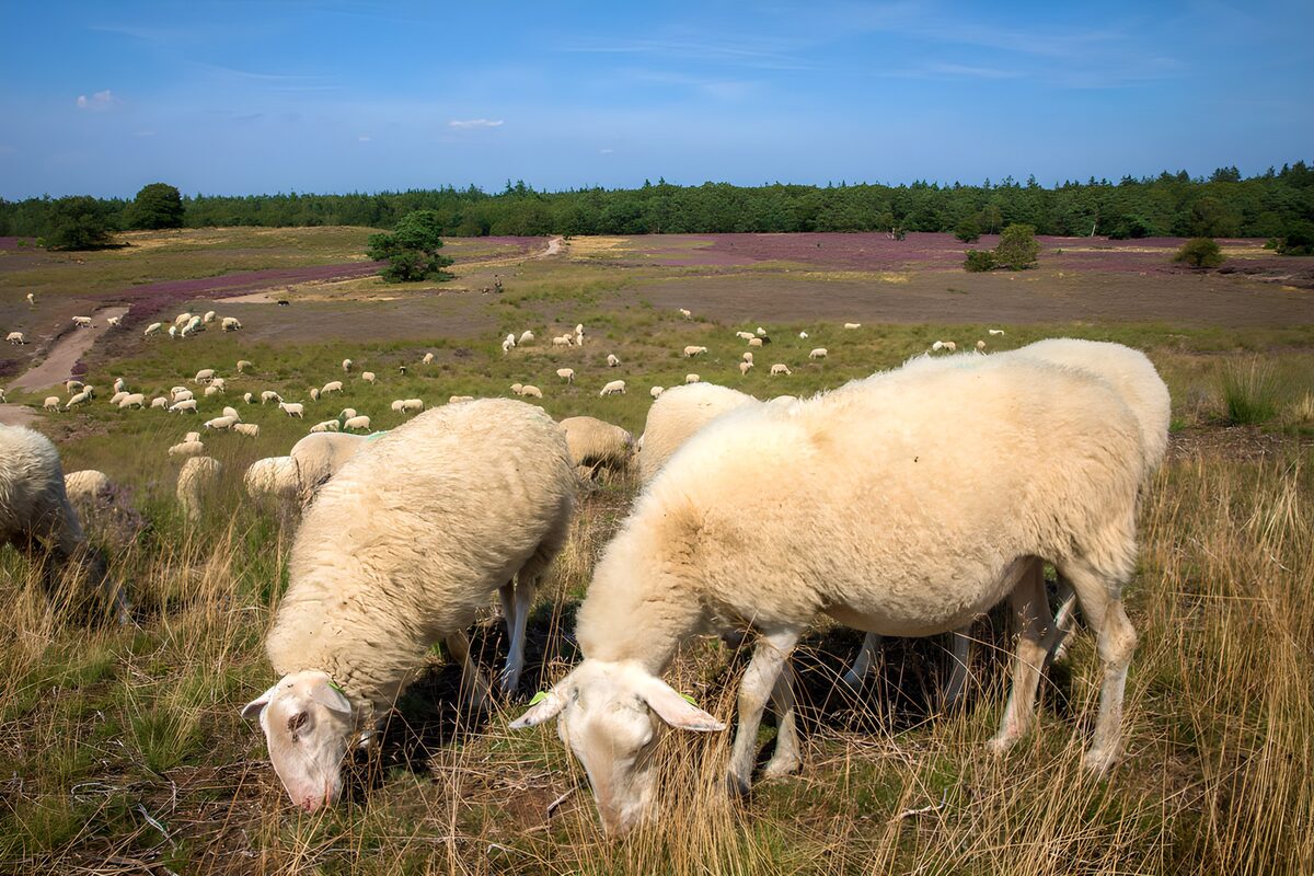 TPFR13143: Moutons pâturant dans la nature