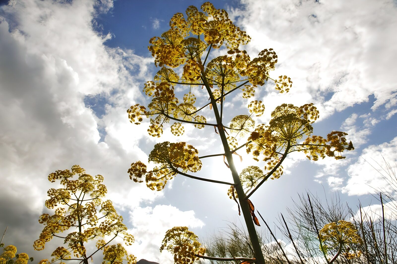 TPFR17584: Fleurs dorées sous un ciel bleu