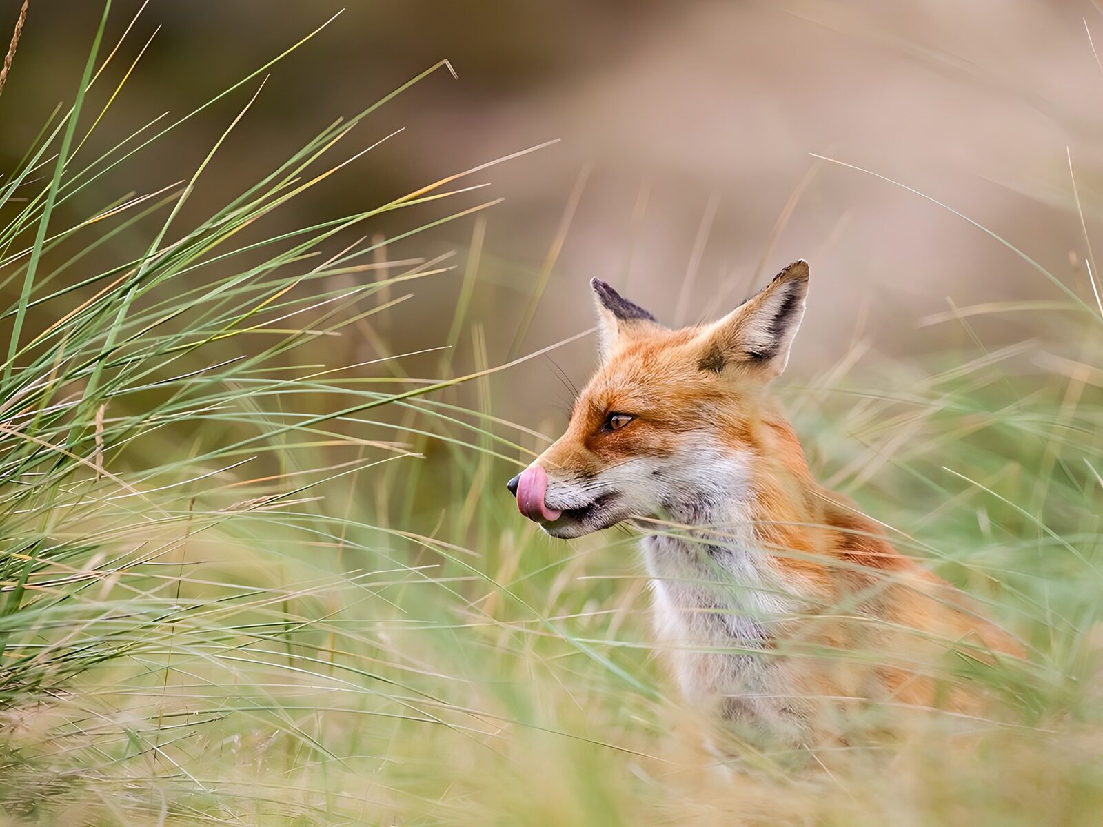 TPFR98389: Renard dans les herbes