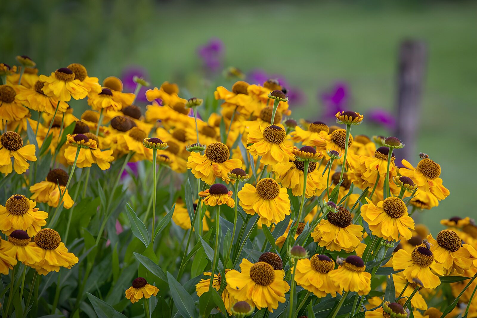 TPFR71317: Fleurs jaunes éclatantes en été