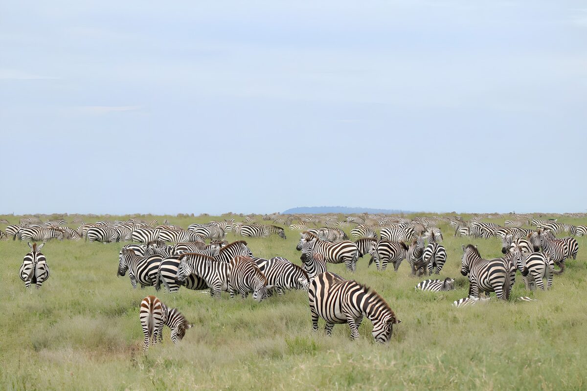 Une grande troupe de zèbres en savane