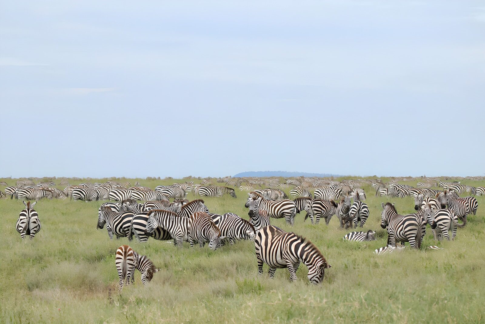 TPFR68520: Une grande troupe de zèbres en savane