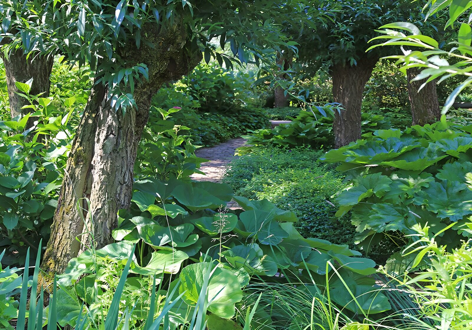 TPFR86587: Sentier paisible dans un jardin verdoyant