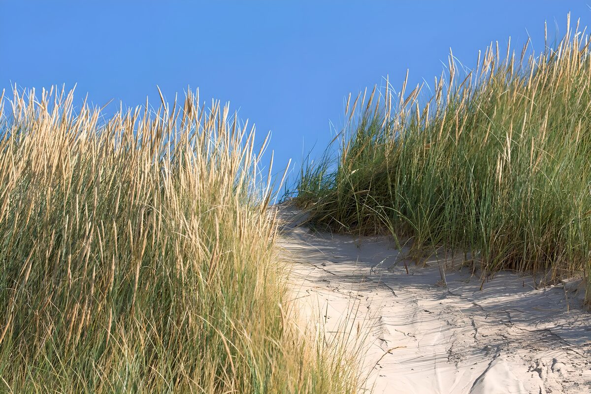 TPFR17127: Dunes verdoyantes sous le ciel bleu