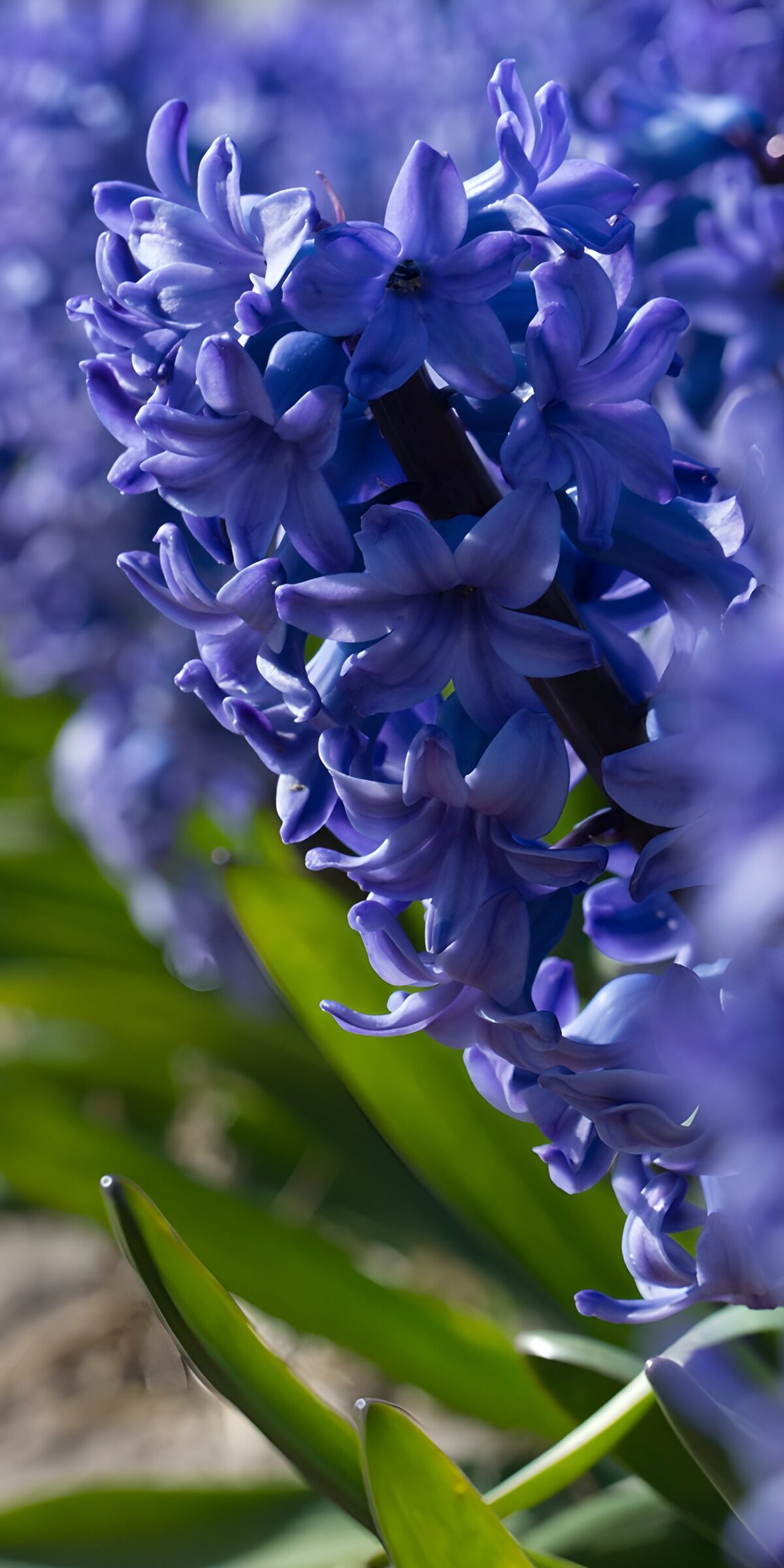 TPFR42576: Fleurs de jacinthes violettes en pleine floraison