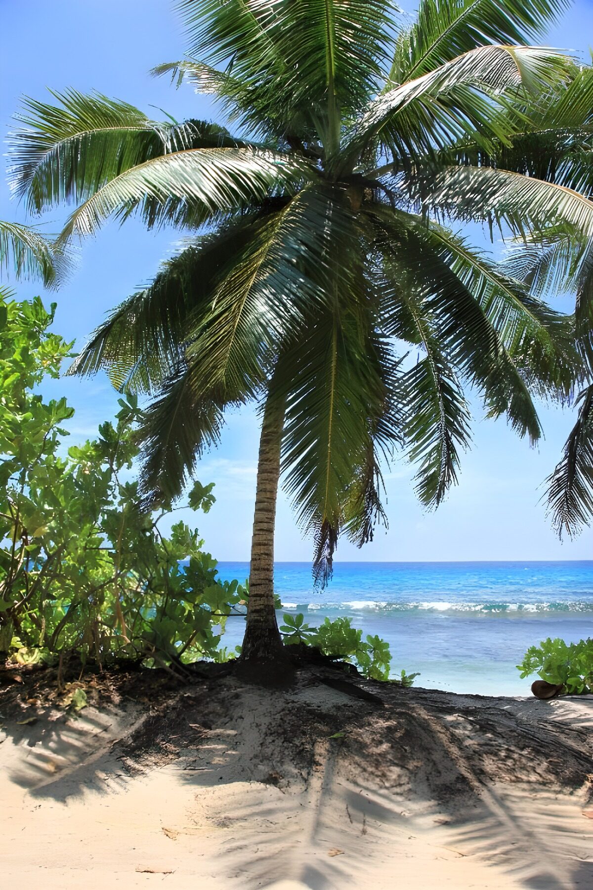 TPFR40687: Côte paradisiaque sous un palmier