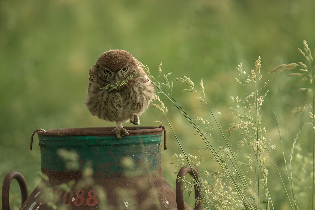 Hibou curieux sur un pot en métal