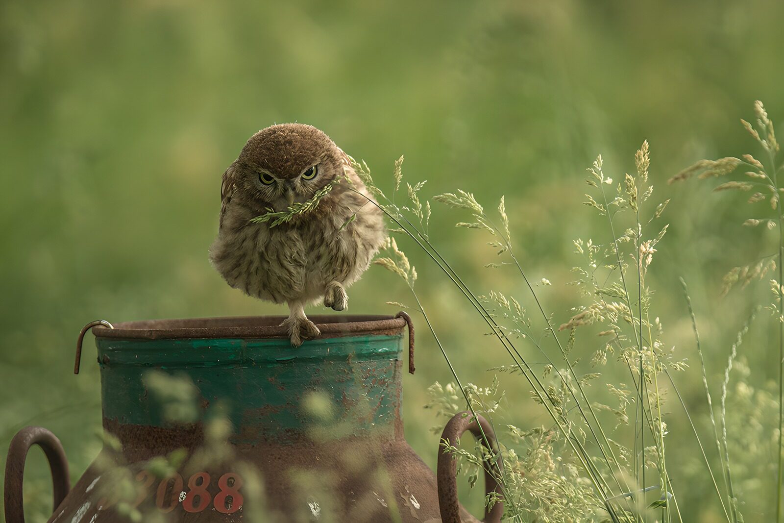 TPFR40156: Hibou curieux sur un pot en métal