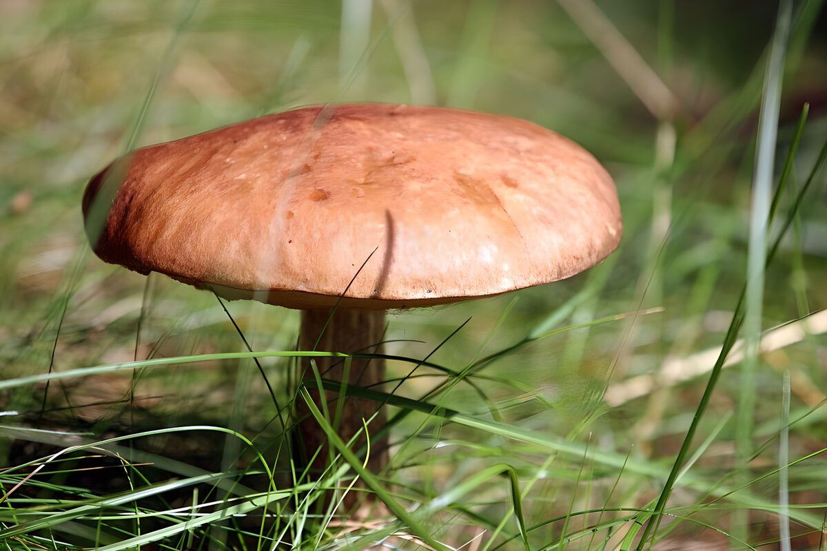 TPFR14205: : Champignon brun dans l'herbe