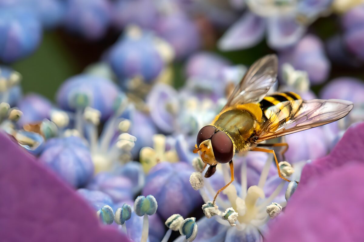 Mouche sur une fleur vibrante