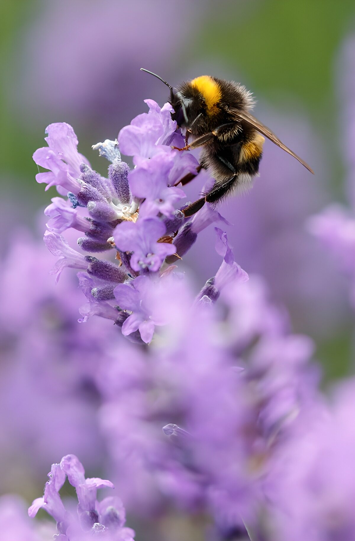 TPFR49242: Abeille sur des fleurs de lavande