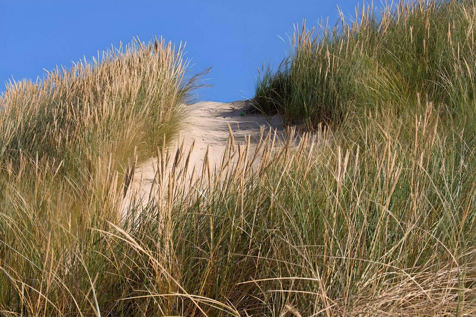 TPFR35410: Dunes de sable sous un ciel clair