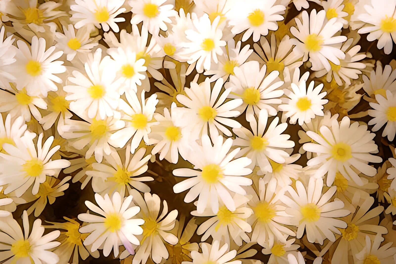 TPFR79811: Photo de fleurs 3