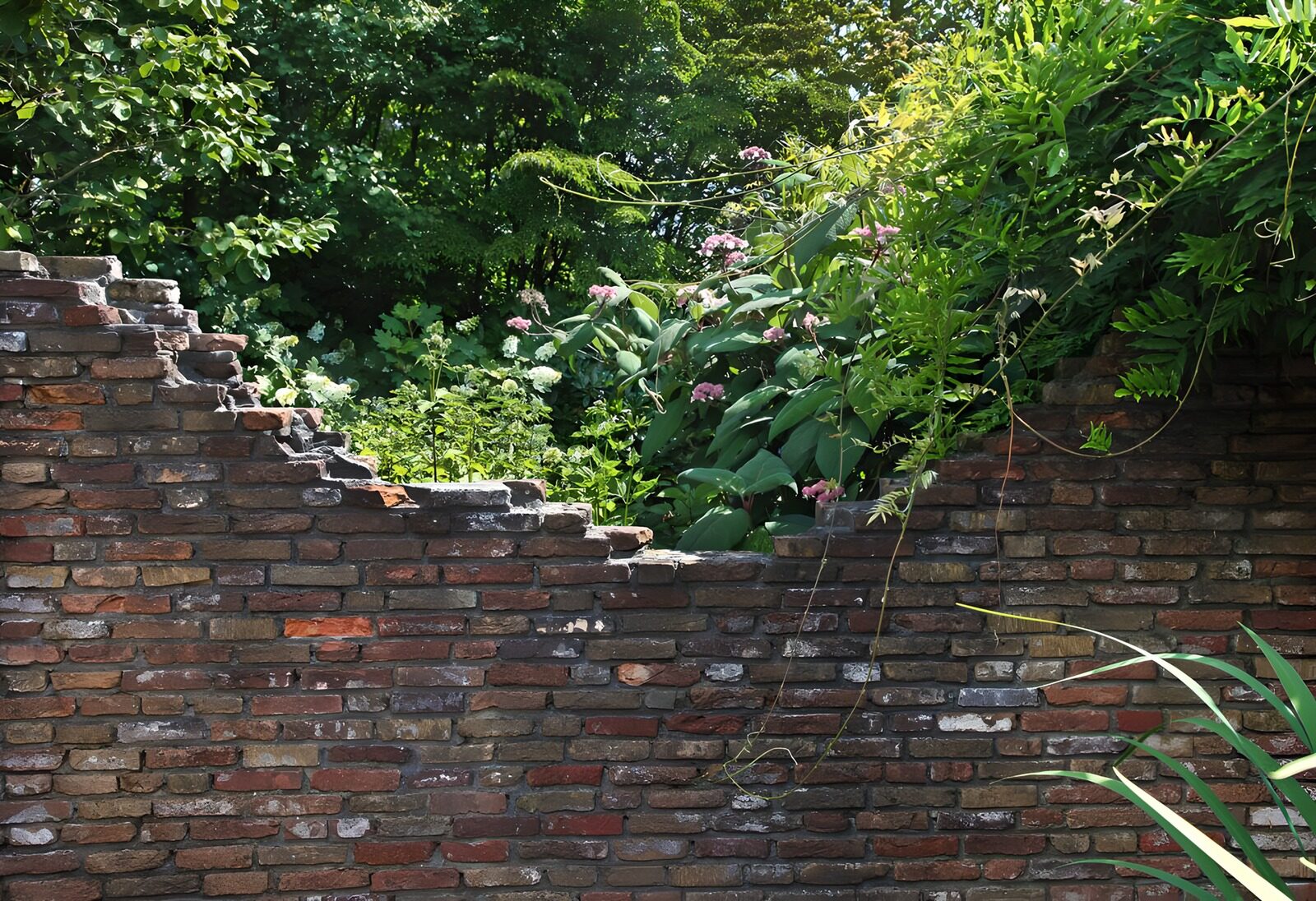 TPFR91759: Mur de briques envahi par la nature