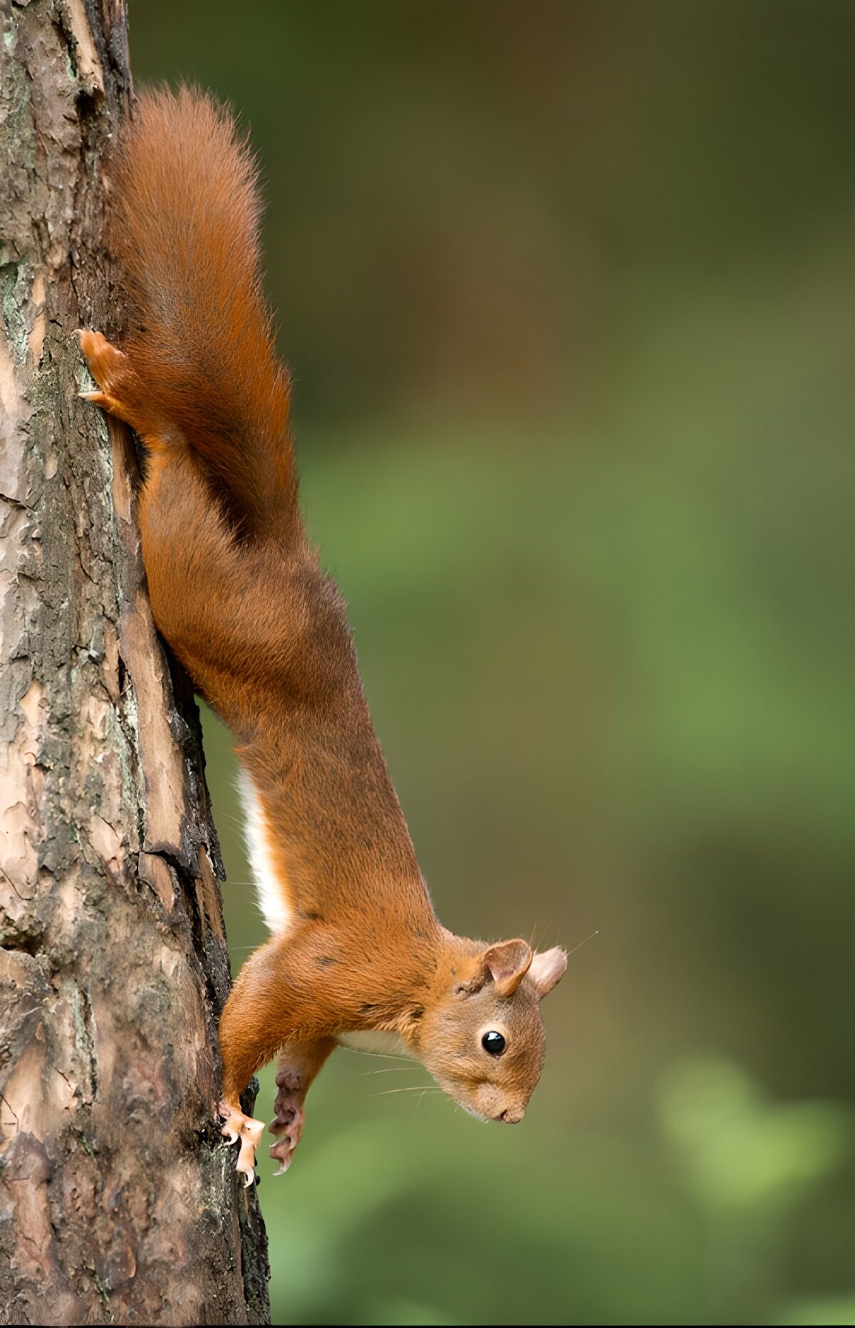 Écureuil curieux sur un arbre