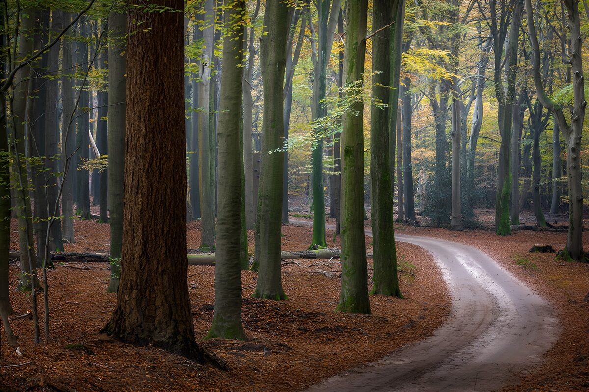 TPFR49540: Chemin sinueux à travers la forêt