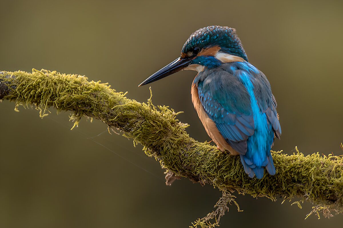 Un Martin-pêcheur sur une branche verte