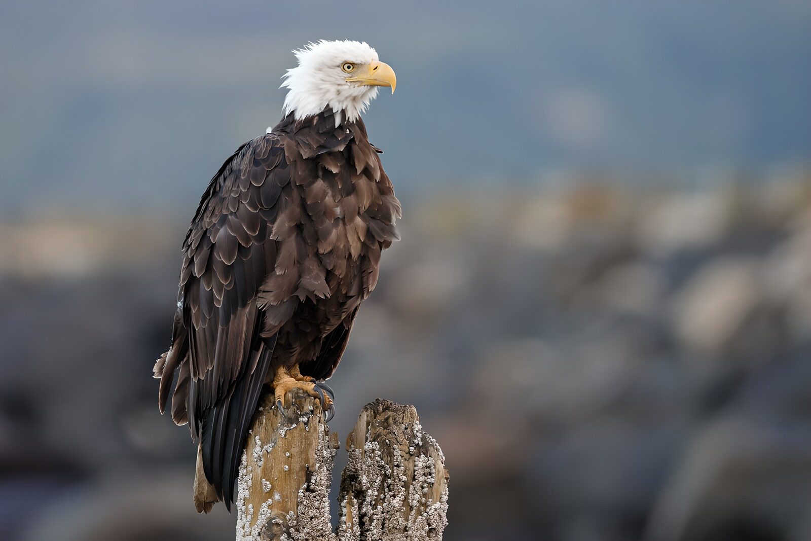 TPFR75869: Aigle à tête blanche sur un tronc