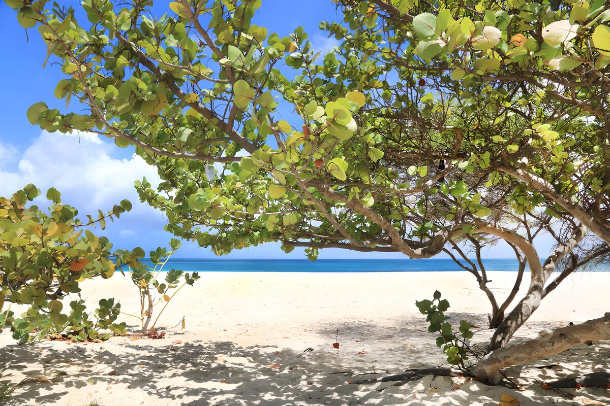 TPFR56087: Plage tranquille sous les arbres