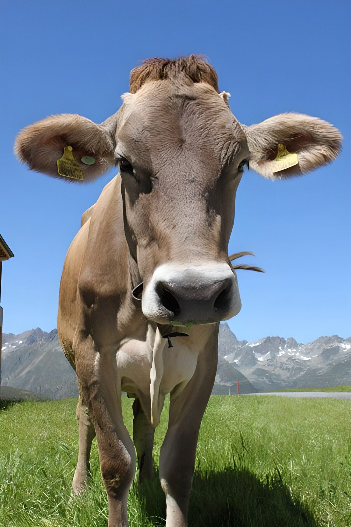 TPFR96268: Vache dans les Alpes autrichiennes