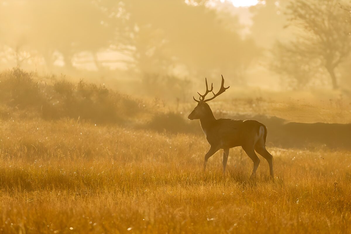 TPFR22769: Cerf majestueux dans la brume dorée