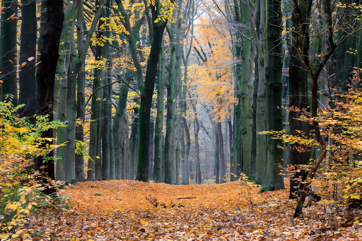 TPFR86890: Forêt paisible en automne