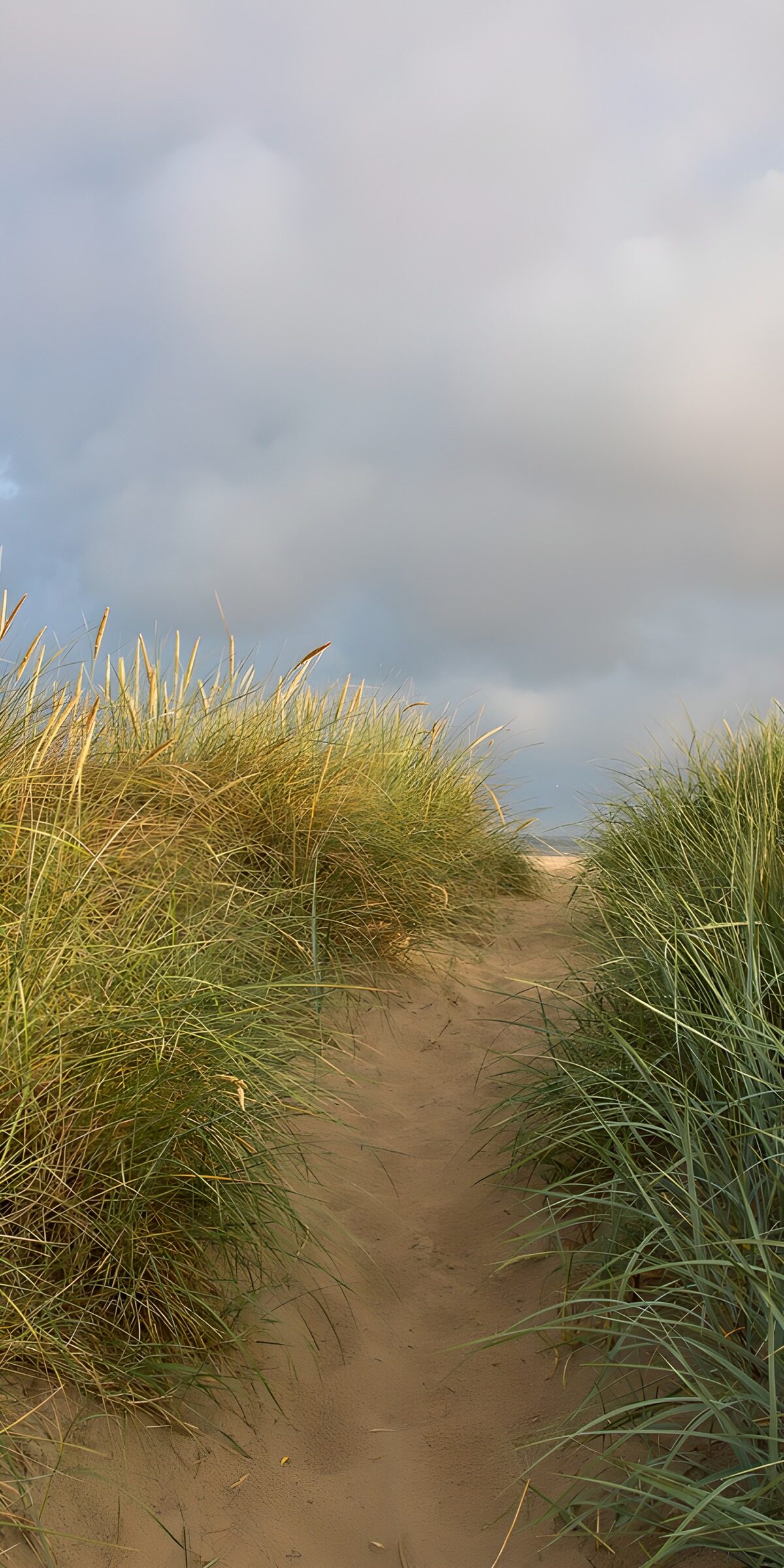 TPFR26706: Chemin à travers les herbes de plage
