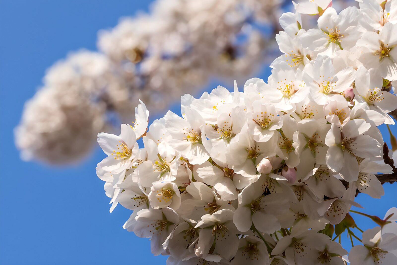 TPFR60003: Fleurs de cerisier en fleurs