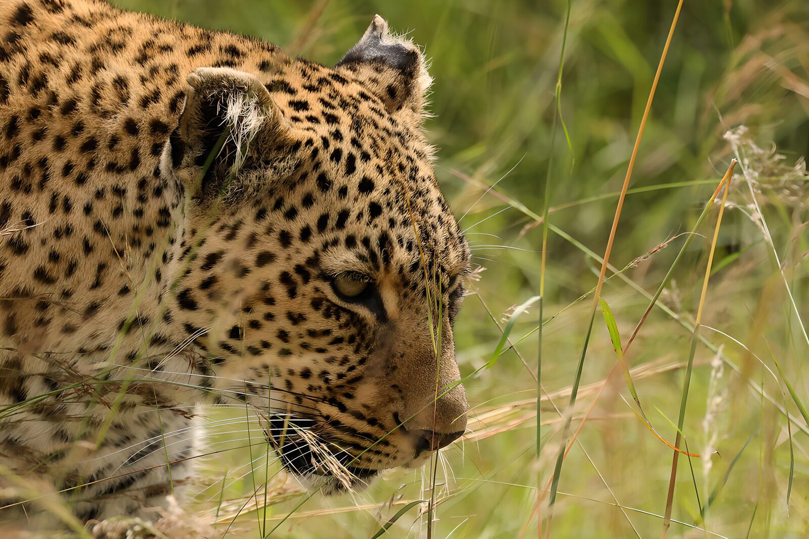 TPFR50139: Léopard prêt à chasser dans la savane