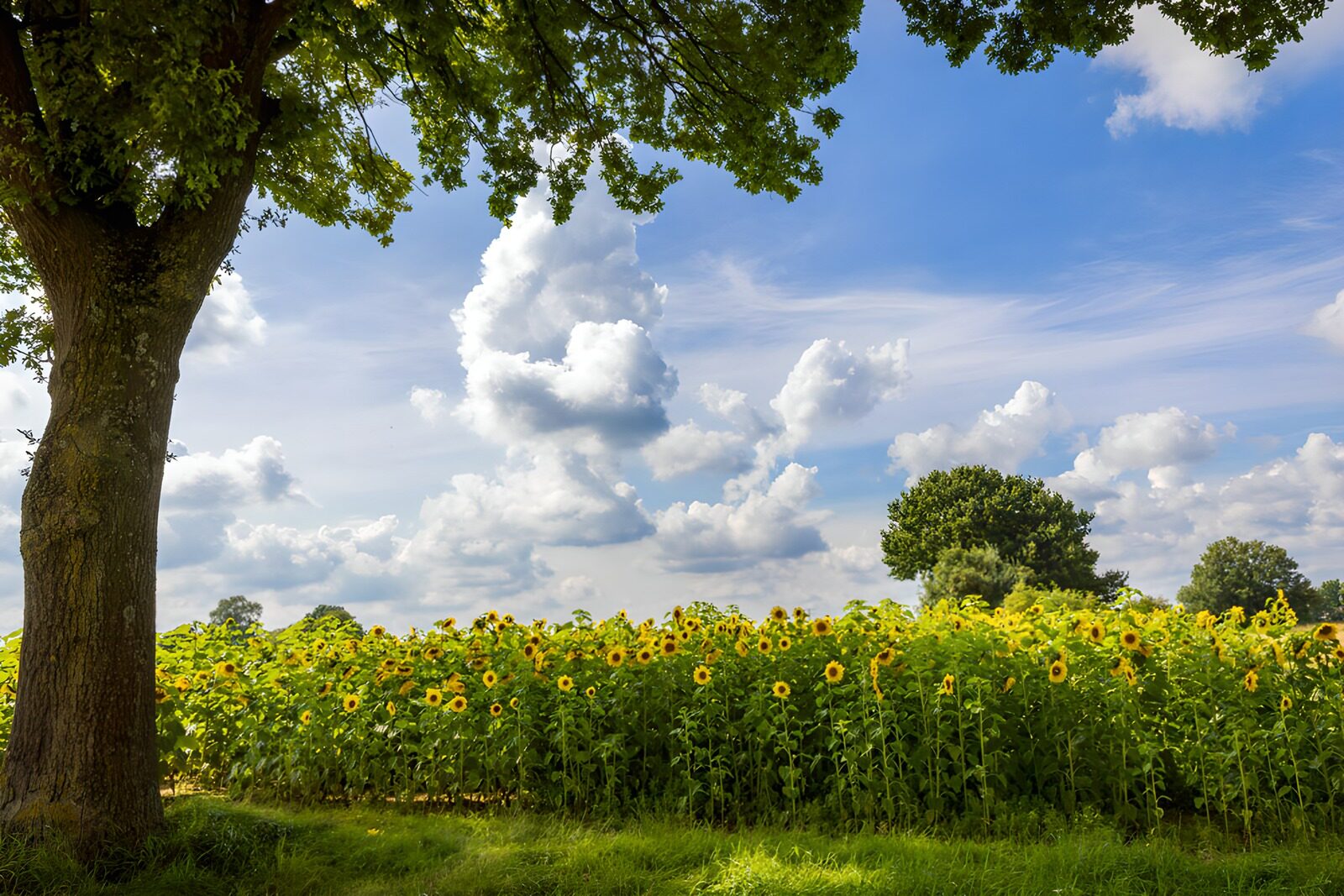 TPFR61151: Champ de tournesols sous un ciel bleu