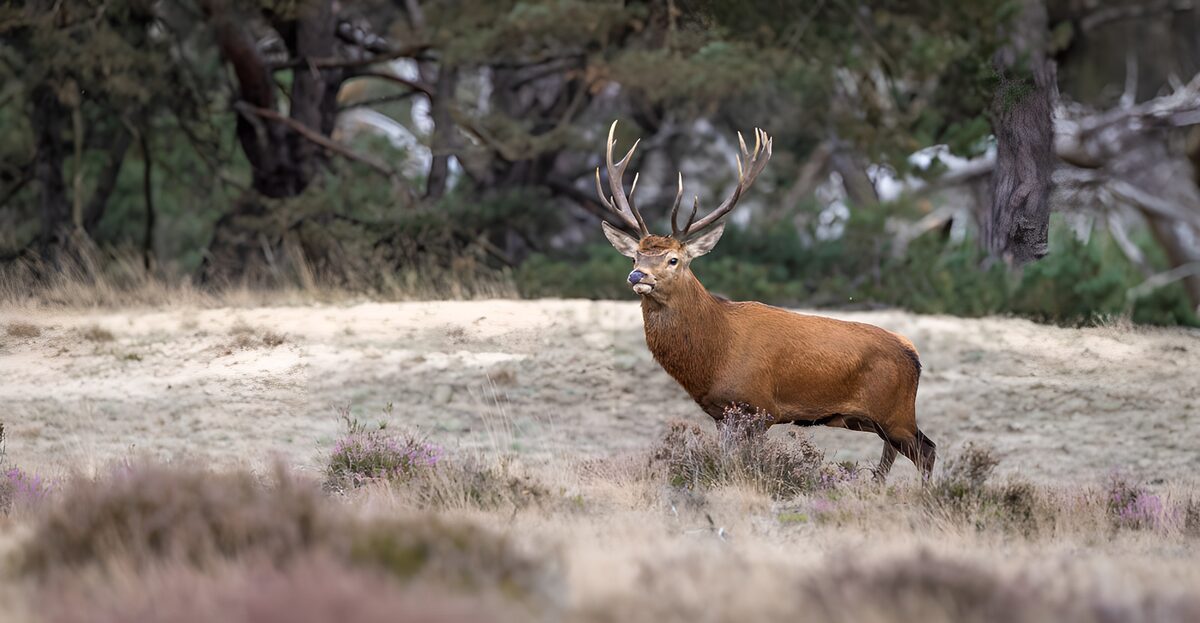 TPFR55906: Cerf majestueux dans la nature