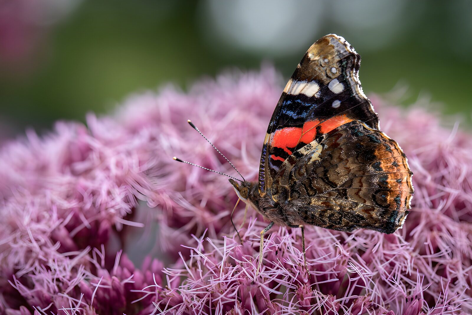 TPFR76219: Papillon sur une fleur rose