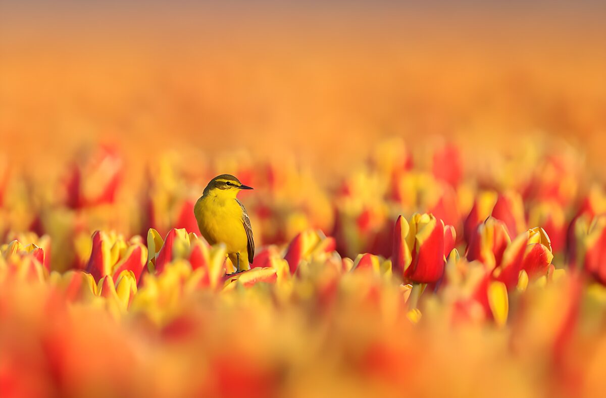 TPFR44871: Oiseau dans un champ de tulipes