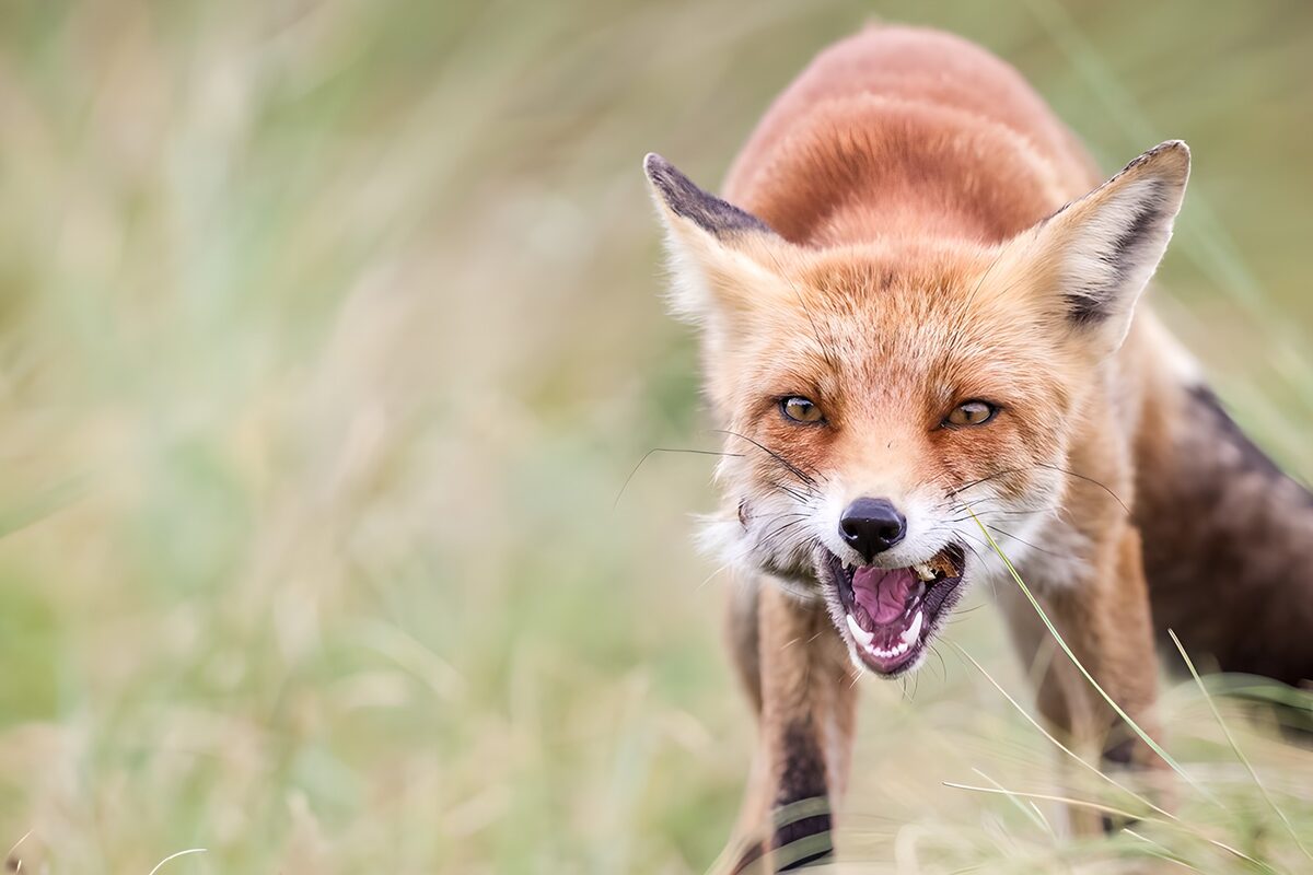 TPFR73261: Renard en colère dans la prairie