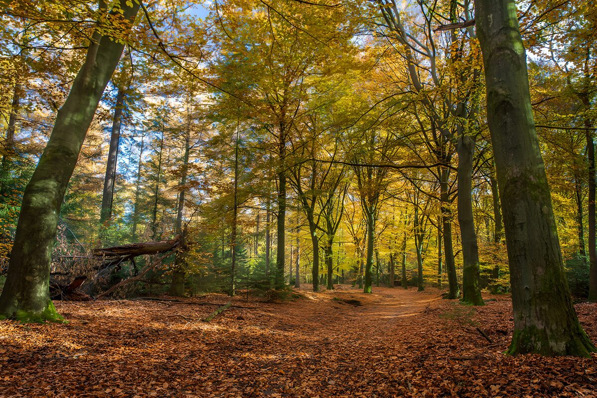 TPFR64158: La forêt dorée en automne
