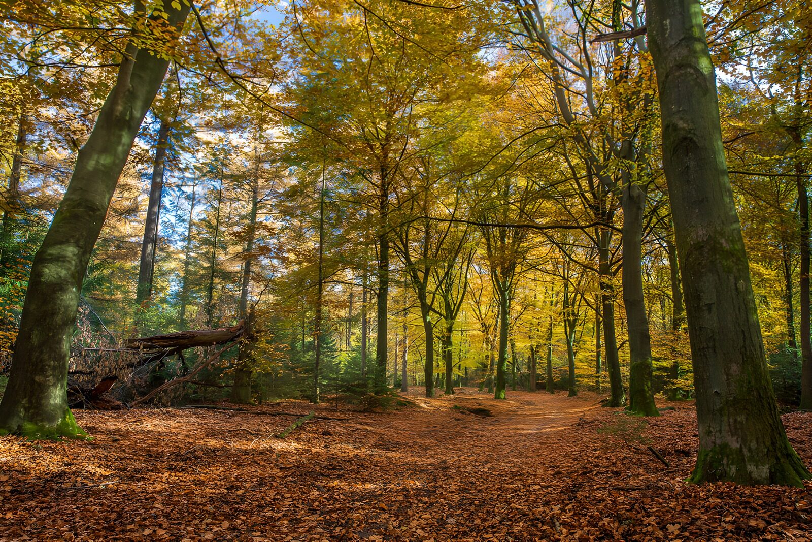 TPFR64158: La forêt dorée en automne