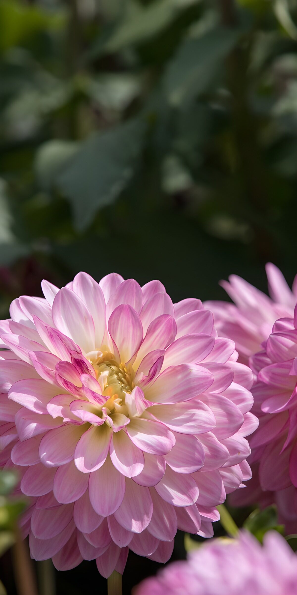 TPFR54639: Fleur délicate aux pétales roses