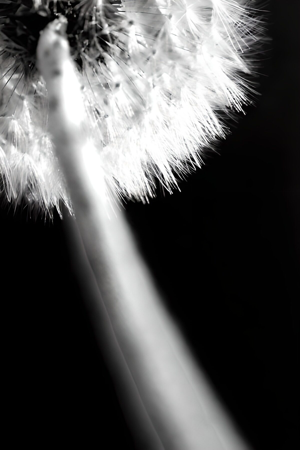 TPFR57523: Photo de fleurs 140