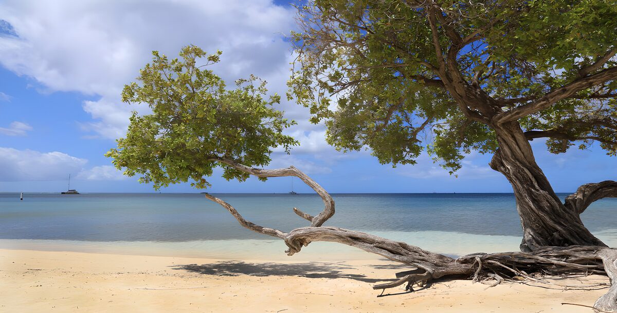 Plage sereine sous un arbre majestueux
