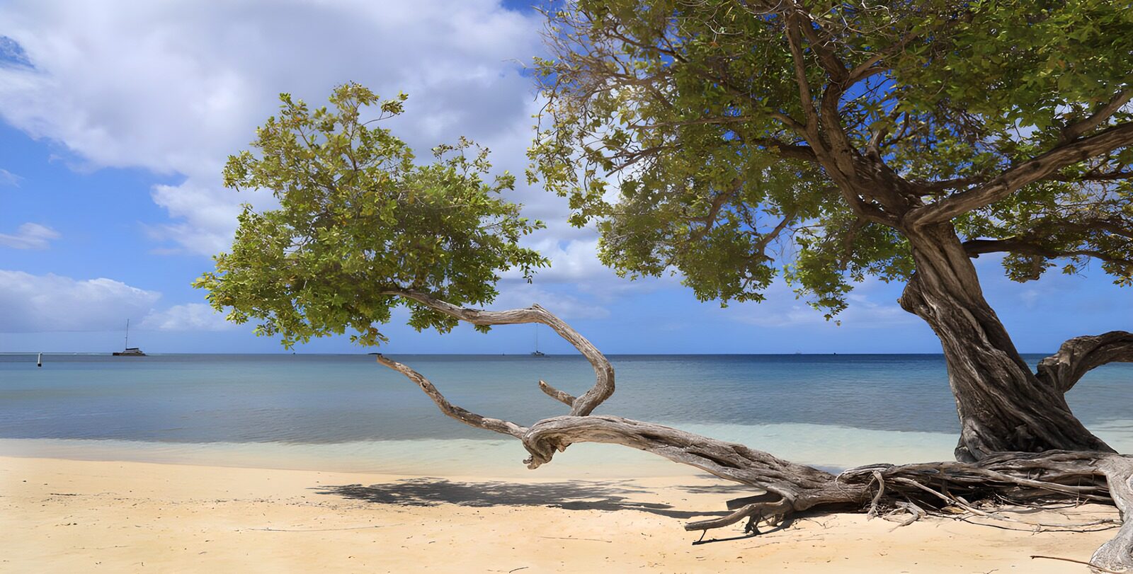 TPFR96634: Plage sereine sous un arbre majestueux