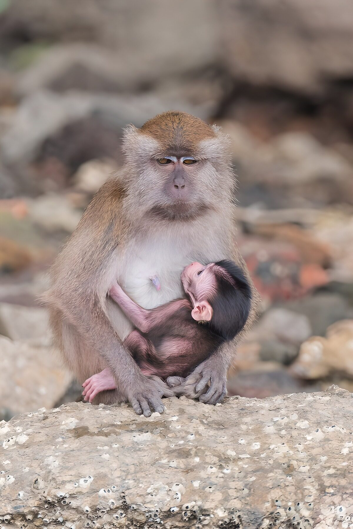TPFR65856: Mère macaque et son petit