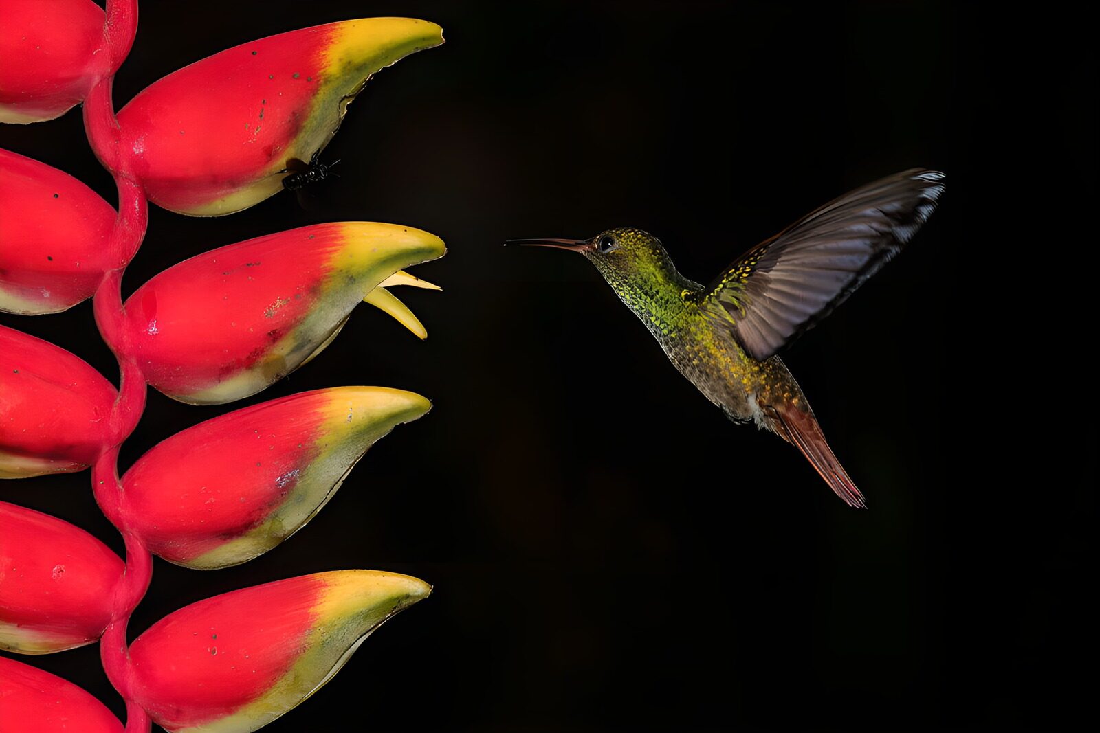 TPFR73584: Colibri et fleurs vibrantes